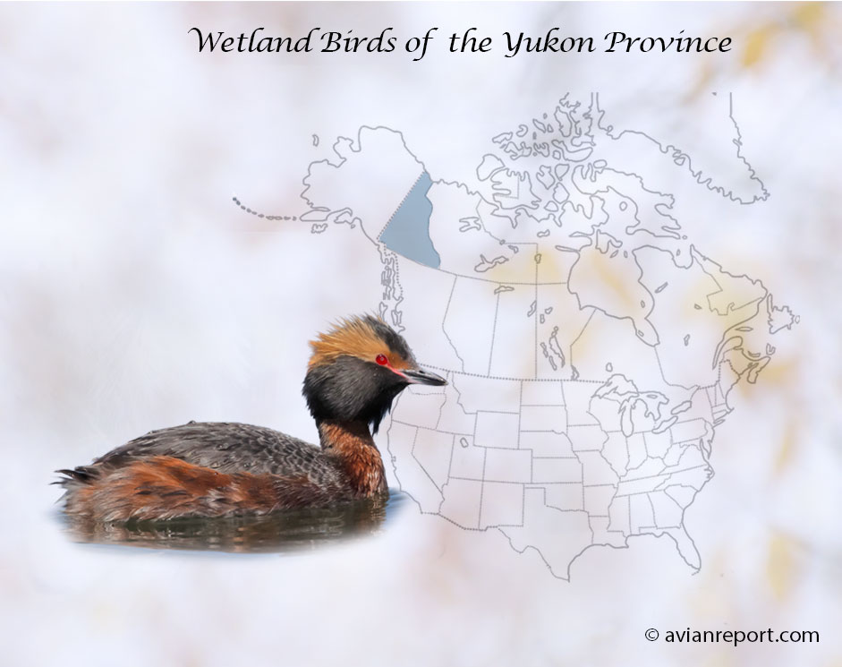 Header image for the “29 Yukon Province Wetland Birds: ID & Sound Guide” featuring a Horned Grebe. The purpose is helping with the identification of wetland birds.